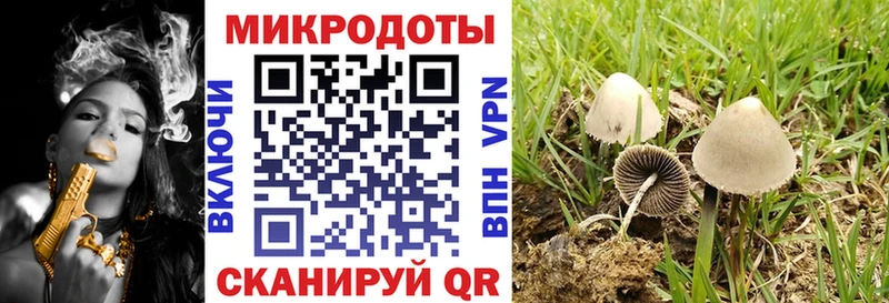 сколько стоит Чита Галлюциногенные грибы Psilocybe